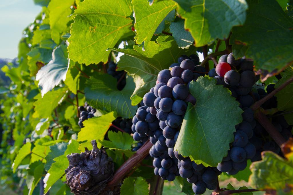 Weingut Schwarzl Bed and Breakfast Ratsch an der Weinstraße Εξωτερικό φωτογραφία