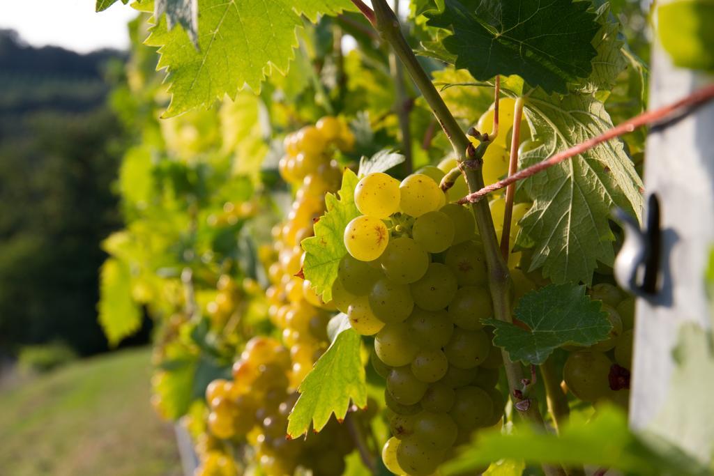 Weingut Schwarzl Bed and Breakfast Ratsch an der Weinstraße Εξωτερικό φωτογραφία